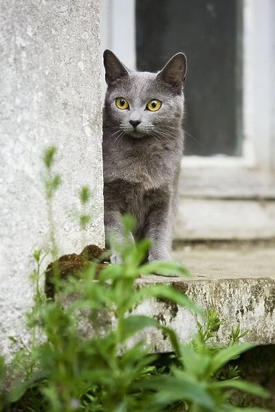 Cat - Chartreux sitting on windowsill