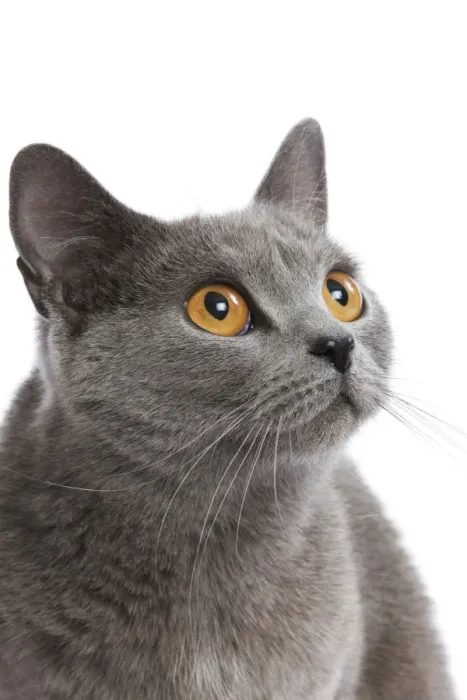 Framed Print : Cat - Chartreux in studio Framed Print : Cat - Chartreux in studio