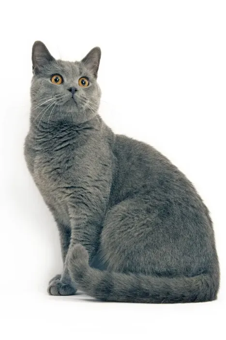 Framed Print : Cat - Chartreux in studio Framed Print : Cat - Chartreux in studio