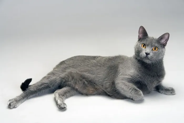 Framed Print : Cat - Chartreux in studio Framed Print : Cat - Chartreux in studio