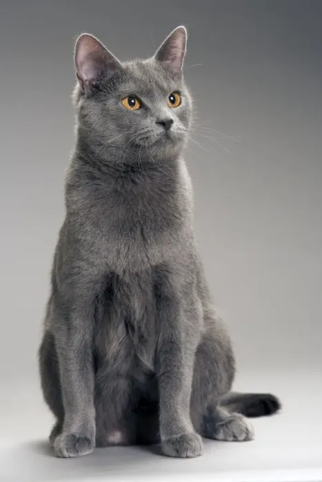 Framed Print : Cat - Chartreux in studio Framed Print : Cat - Chartreux in studio