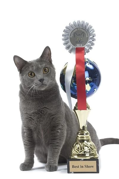 Cat - Chartreux with trophy