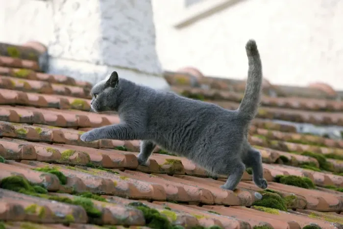 Framed Print : Cat - Chartreux walking on roof