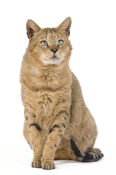 Cat - Chausie Brown Spotted Tabby: Jungle Cat (Felis chaus) crossed with domestic cat - sitting down