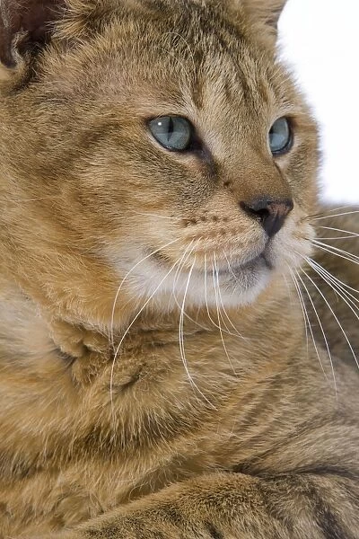 Cat - Chausie Brown Spotted Tabby: Jungle Cat (Felis chaus) crossed with domestic cat - close up of face