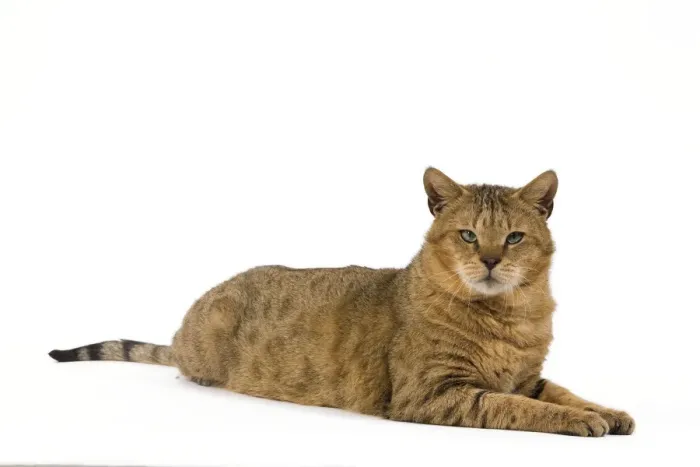 Framed Print : Cat - Chausie Brown Spotted Tabby: Jungle Cat (Felis chaus) crossed with domestic cat - lying down Framed Print : Cat - Chausie Brown Spotted Tabby: Jungle Cat (Felis chaus) crossed with domestic cat - lying down
