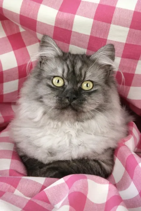 Framed Print : Cat - Chincilla X Persian. dark silver smoke Framed Print : Cat - Chincilla X Persian. dark silver smoke