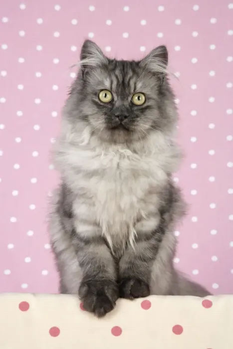 Framed Print : Cat - Chincilla X Persian. dark silver smoke Framed Print : Cat - Chincilla X Persian. dark silver smoke