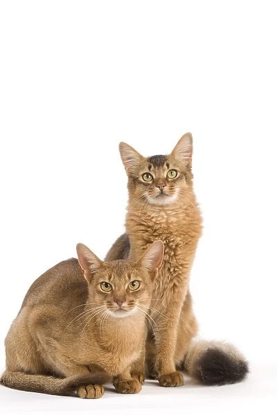 Cat - Chocolate Abyssinian