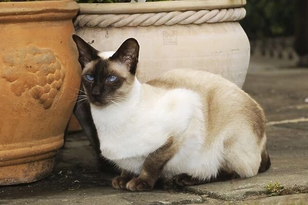 CAT. Chocolate point siamese cat sitting in front of flower pots