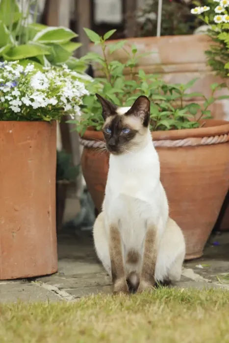 Framed Print : CAT. Chocolate point siamese cat sitting in front of flower pots Framed Print : CAT. Chocolate point siamese cat sitting in front of flower pots