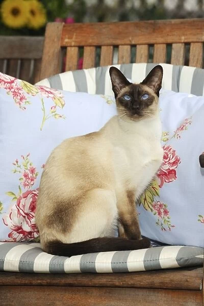 CAT. Chocolate point siamese cat sitting on a garden chair