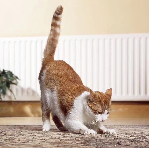 Cat - clawing at carpet