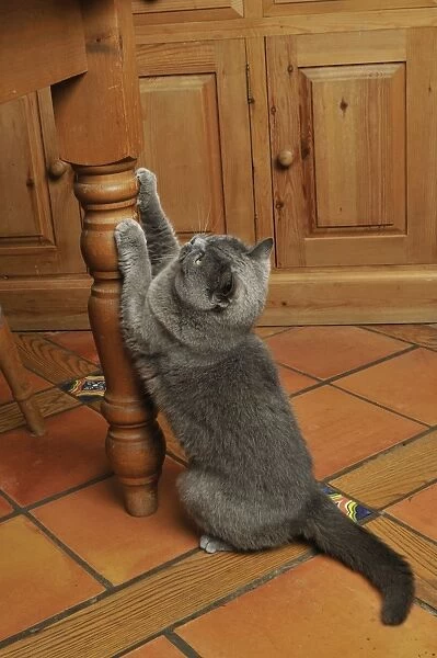 CAT. clawing furniture
