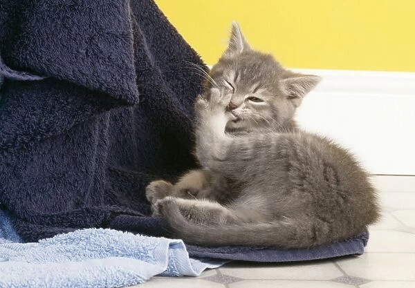 Cat Cleaning itself