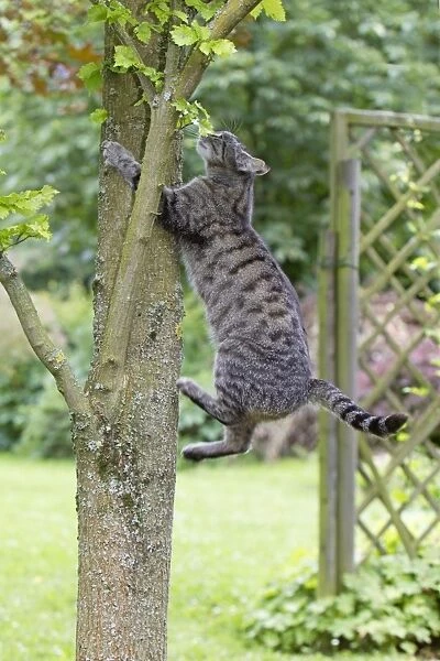 Cat - climbing up tree trunk in garden - Lower Saxony - Germany