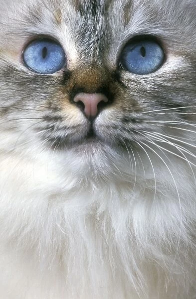 Cat - close-up of face & eyes