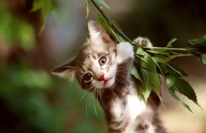 Framed Print : CAT - close-up of kitten clinging on branch Framed Print : CAT - close-up of kitten clinging on branch