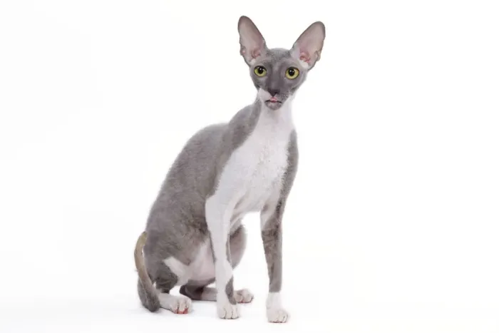Framed Print : Cat - Cornish Rex Framed Print : Cat - Cornish Rex