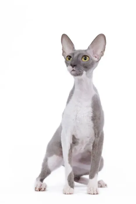 Framed Print : Cat - Cornish Rex Framed Print : Cat - Cornish Rex