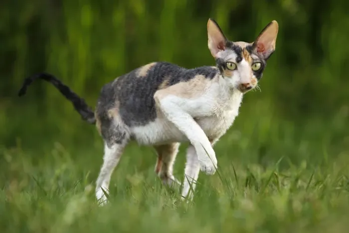 Framed Print : Cat - Cornish Rex Framed Print : Cat - Cornish Rex