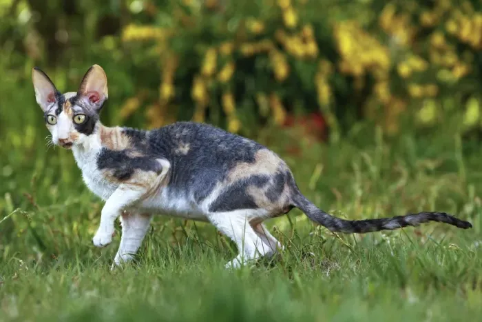 Framed Print : Cat - Cornish Rex Framed Print : Cat - Cornish Rex