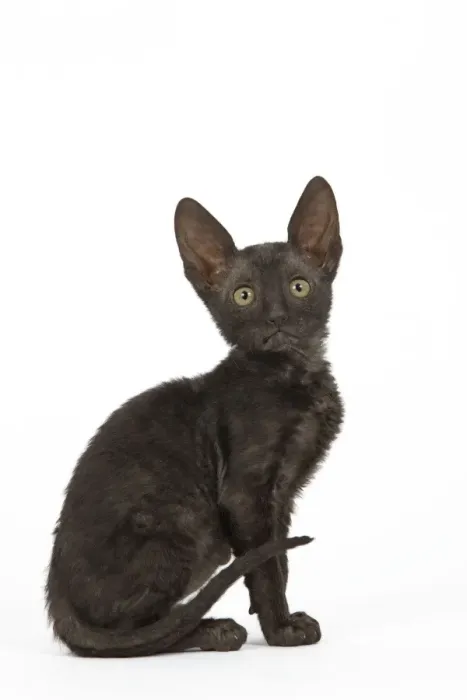 Framed Print : Cat - Cornish Rex Framed Print : Cat - Cornish Rex