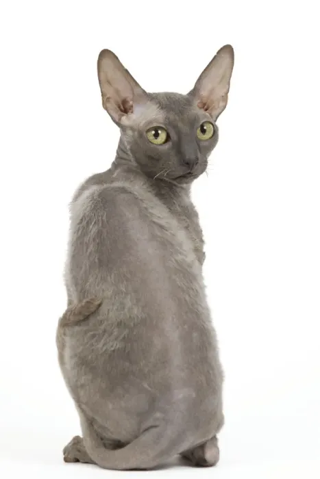 Framed Print : Cat - Cornish Rex Framed Print : Cat - Cornish Rex