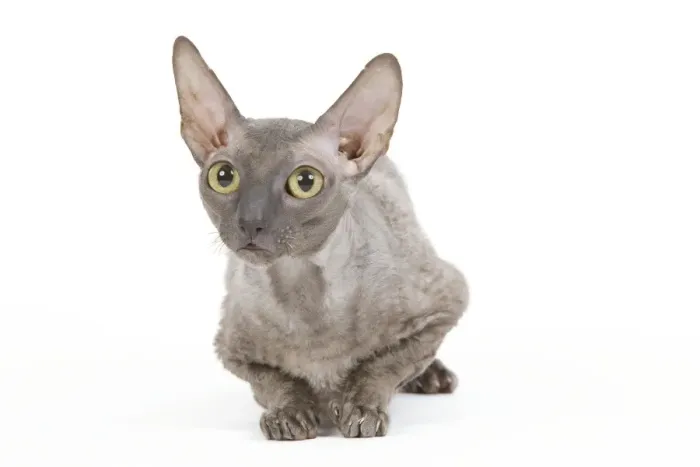 Framed Print : Cat - Cornish Rex Framed Print : Cat - Cornish Rex