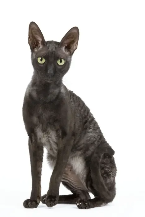 Framed Print : Cat - Cornish Rex Framed Print : Cat - Cornish Rex