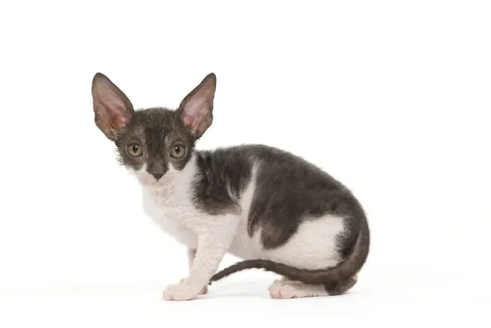 Framed Print : Cat - Cornish Rex