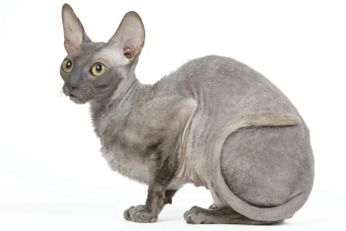 Framed Print : Cat - Cornish Rex Framed Print : Cat - Cornish Rex