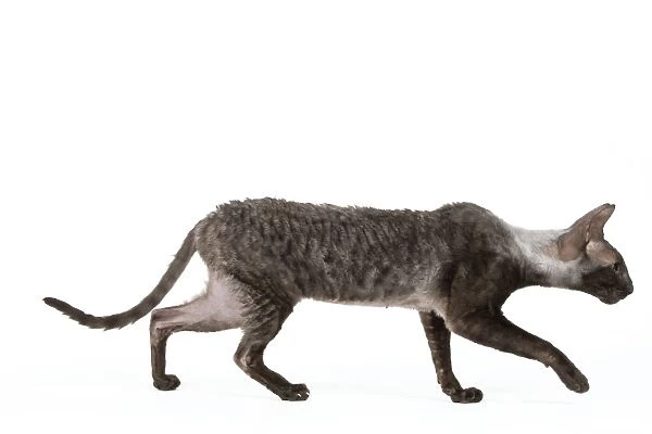 Cat - Cornish Rex