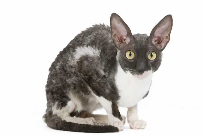 Framed Print : Cat - Cornish Rex Framed Print : Cat - Cornish Rex