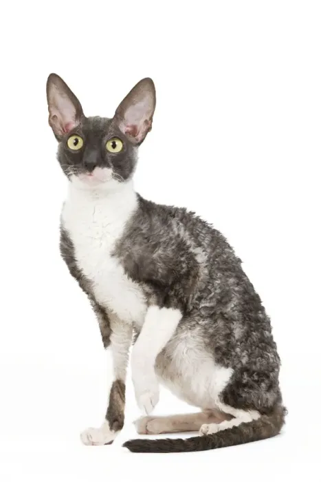Framed Print : Cat - Cornish Rex Framed Print : Cat - Cornish Rex