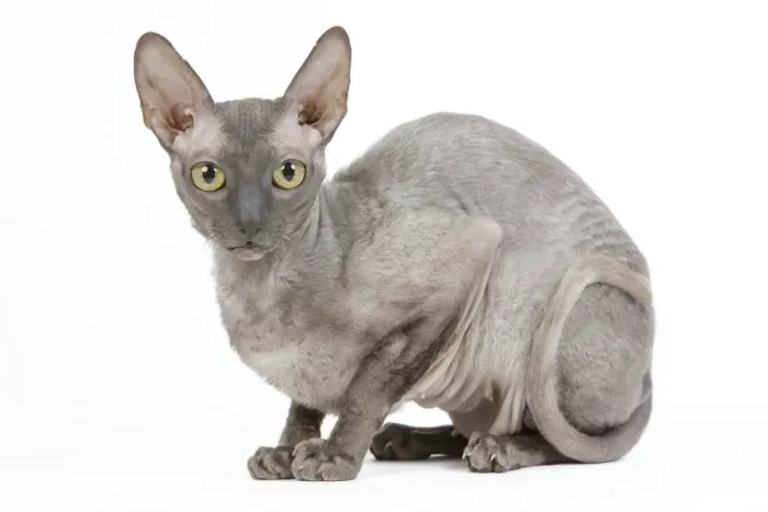 Framed Print : Cat - Cornish Rex Framed Print : Cat - Cornish Rex