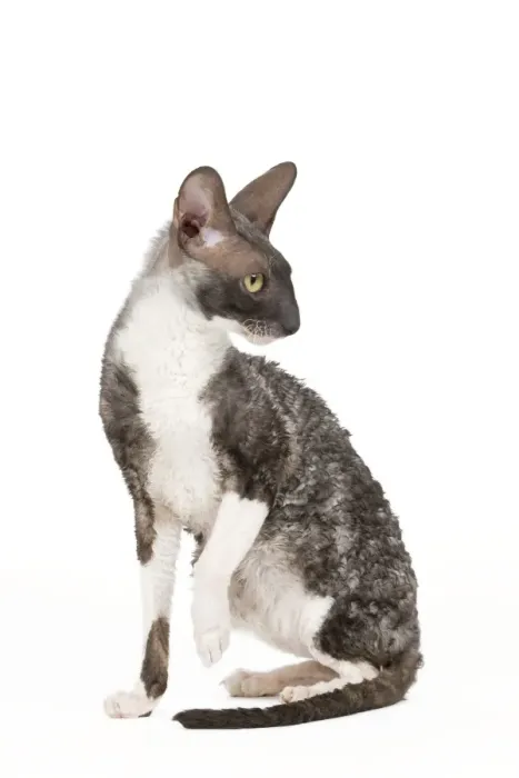 Framed Print : Cat - Cornish Rex Framed Print : Cat - Cornish Rex