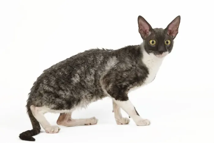 Framed Print : Cat - Cornish Rex Framed Print : Cat - Cornish Rex