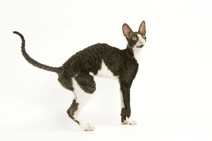 Framed Print : Cat - Cornish Rex bicolor Framed Print : Cat - Cornish Rex bicolor