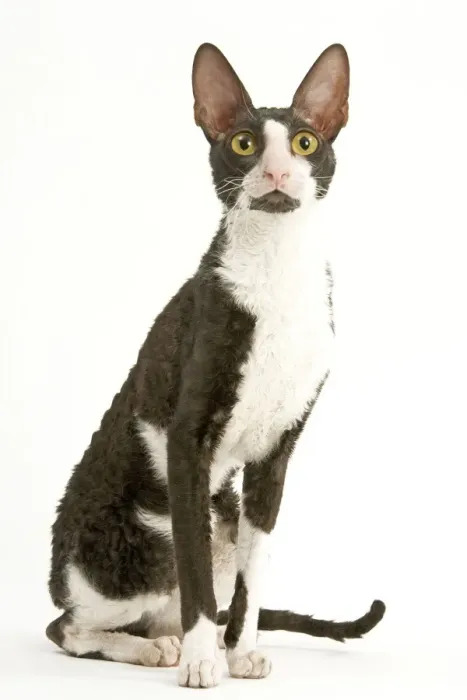 Framed Print : Cat - Cornish Rex bicolor Framed Print : Cat - Cornish Rex bicolor