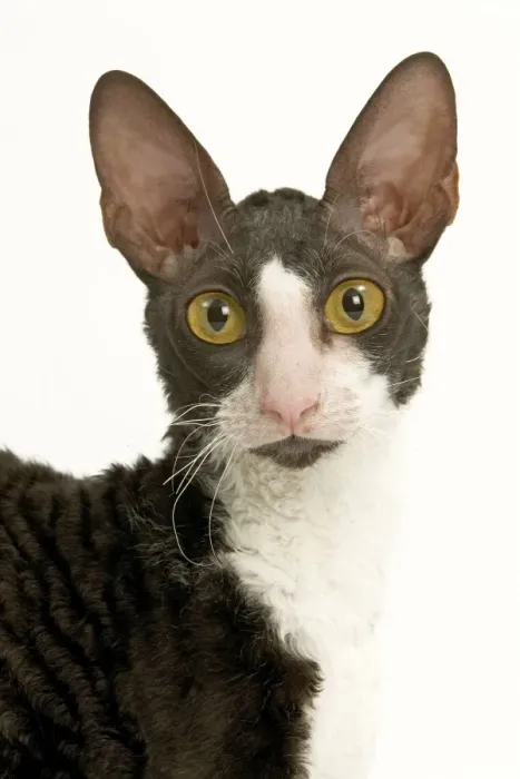 Framed Print : Cat - Cornish Rex bicolour black and white in studio Framed Print : Cat - Cornish Rex bicolour black and white in studio