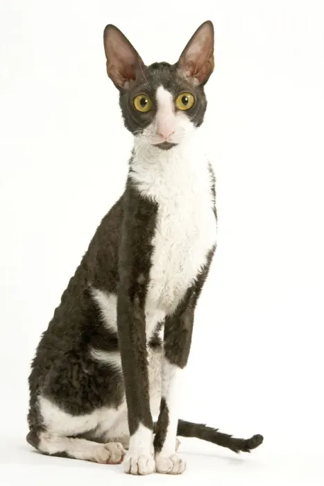 Framed Print : Cat - Cornish Rex - bicolour black & white in studio Framed Print : Cat - Cornish Rex - bicolour black & white in studio