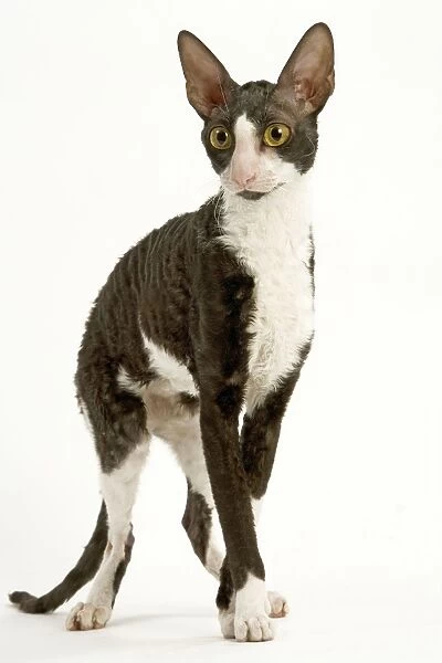 Cat - Cornish Rex - bicolour black & white in studio
