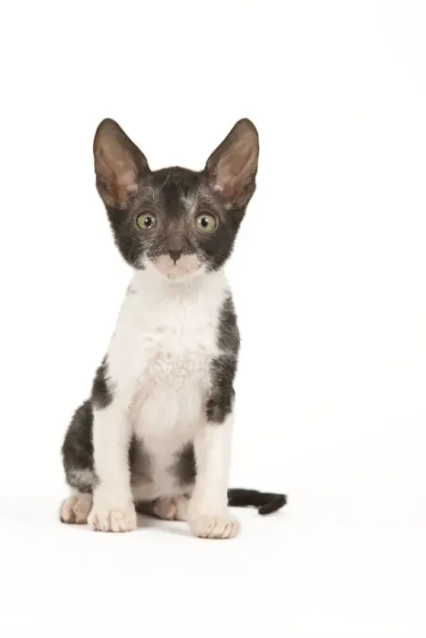 Framed Print : Cat - Cornish Rex kitten Framed Print : Cat - Cornish Rex kitten