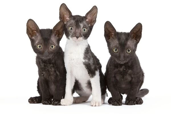 Cat - Cornish Rex - kittens