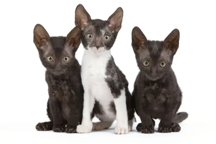 Framed Print : Cat - Cornish Rex - kittens Framed Print : Cat - Cornish Rex - kittens
