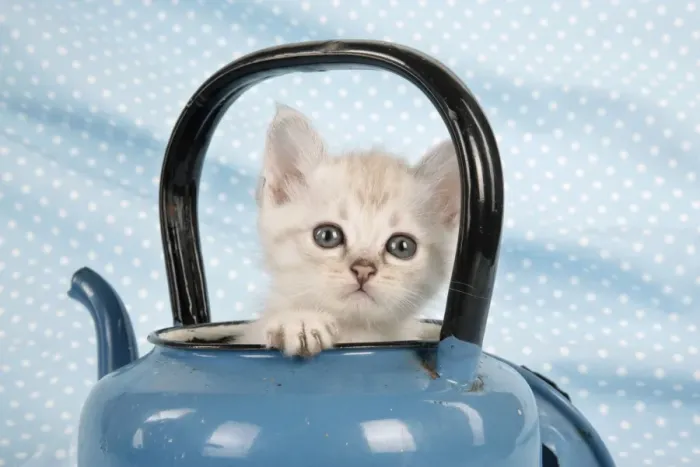 Framed Print : Cat - Cream Asian kitten in teapot Framed Print : Cat - Cream Asian kitten in teapot