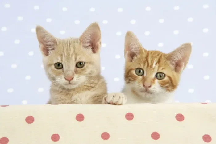 Framed Print : CAT. Cream Tabby with a Ginger & white kitten Framed Print : CAT. Cream Tabby with a Ginger & white kitten