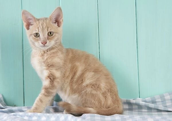 Cat. Cream Tabby Kitten