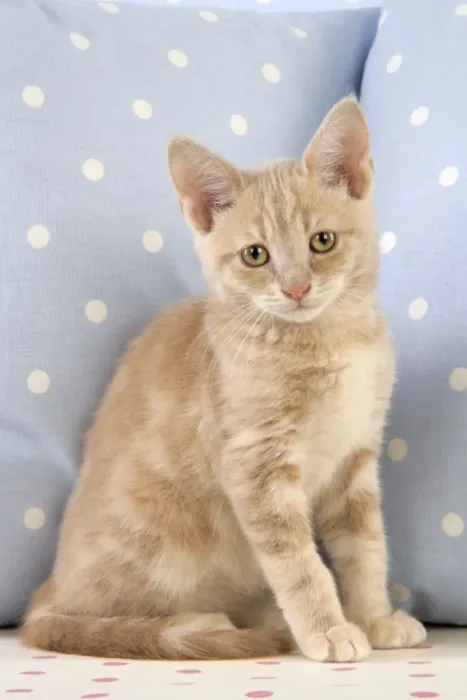 Framed Print : Cat - Cream Tabby kitten